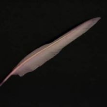 Lilac Goose Wing Feather